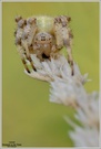 Vierfleckkreuzspinne (Araneus quadratus)