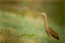 Purpurreiher (Ardea purpurea) Jungvogel