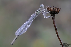 Gemeine Federlibelle (Platycnemis pennipes)