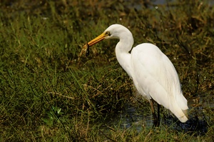 Silberreiher bei der Mahlzeit