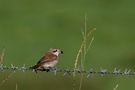 Neuntöter, Jungvogel No. 1