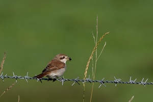 Neuntöter, Jungvogel No. 1