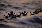 wellenreitende Lachmöwen (Larus ridibundus) im Abendlicht