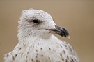 Portrait von einer Möwe