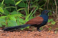 Greater Coucal