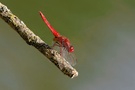 Feuerlibelle