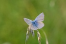 Blau auf Grün