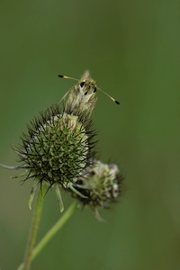 Was guckst du?