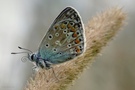 ...kleine Lakritzschnecke...