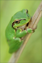 ~ Laubfrosch ~