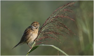 Rohrammer (Emberiza schoeniclus)