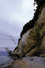 abgestürzte Buche am Ostseestrand