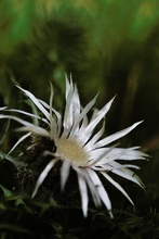 Silberdistel (Carlina acaulis)