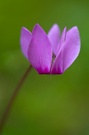 Alpenveilchen