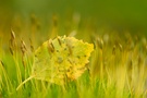 Der Herbst kommt...