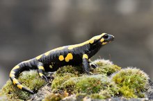 Feuersalamander