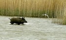 Wildsau im Bodden, von Lachmöwe attackiert