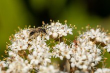 Sandbienenmännchen