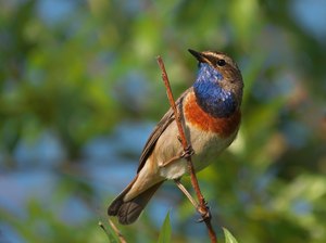 Blaukehlchen