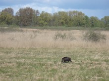 Schwarzwild am Kölpiensee