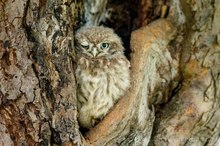 Zwinker  ;-) - Junger Steinkauz (Athene noctua) in der Höhle