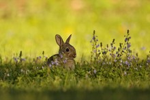 die kleinen kaninchen sind da