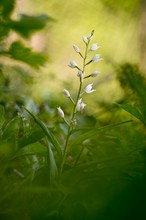 Langblättriges Waldvögelchen ~ Cephalanthera longifolia ~