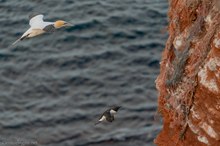 Gefährlicher Felsen