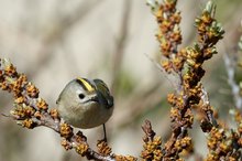 Wintergoldhähnchen