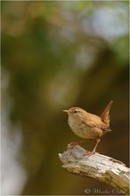 Zaunkönig (Troglodytes troglodytes)