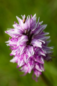 Kleiner Flieger auf Orchis simia