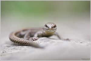 Mauereidechse (Podarcis muralis)