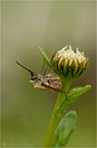 Großer Wollschweber (Bombylius major)