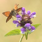 Brownie an Braunnelle