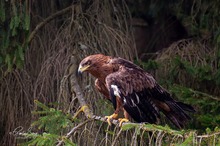 Kaiseradler in Hellenthal