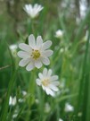 Waldsternmiere