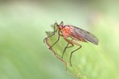 Kleine Fliege