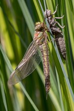 Früher Schilfjäger - Brachytron pratense