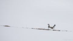 Balz bei den Schneehühnern