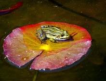 Wasserfrosch auf rotem Seerosenblatt...