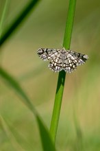 Gitterspanner (Chiasmia clathrata)