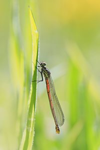 die erste Frühe Adonislibelle