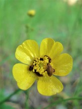 Hahnenfuß oder eben Butterblume