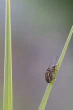 Schilfkäfer (Donacia semicuprea)