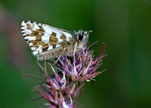 Ein zweibrütiger Würfel-Dickkopffalter