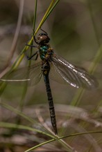 Arktische Smaragdlibelle (Weibchen)