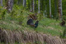 Auerhahn in der Balz