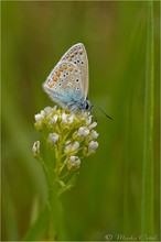 Hauhechel-Bläuling (Polyommatus icarus)