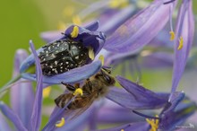 Trauer-Rosenkäfer (Oxythyrea funesta)