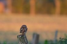 Tödlicher Blick